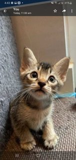 Baby Sushi - Domestic Short Hair Cat