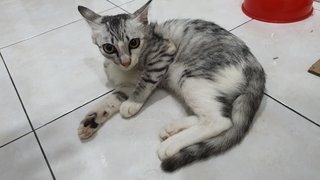 No Name - Domestic Medium Hair Cat
