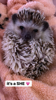 Merida - Hedgehog Small & Furry