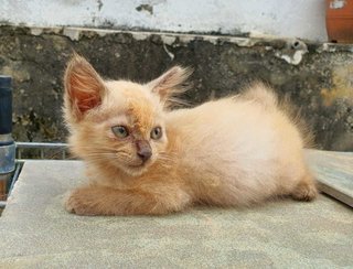Com Com - Domestic Medium Hair Cat