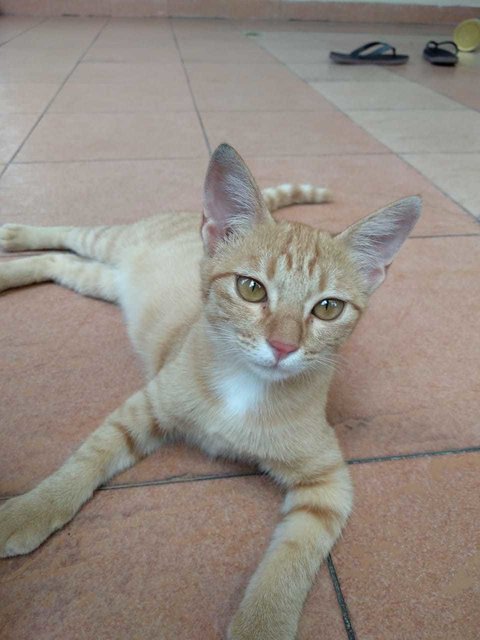 Oren - Domestic Short Hair Cat