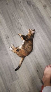 Florida  - Calico Cat