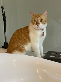 Hailey  - Domestic Short Hair Cat