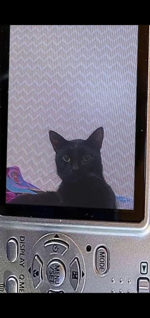 Black Mamba 🍇 - British Shorthair + Domestic Short Hair Cat
