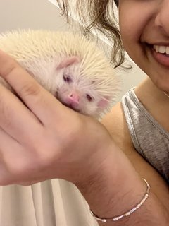 Pinto And Toby  - Hedgehog Small & Furry