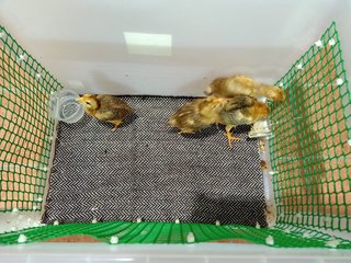 Four Little Chicks - Chicken Bird