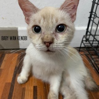 Bunch Of Kitties - Domestic Short Hair Cat
