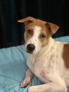 Adopted - Buddy 🤩 - Mixed Breed Dog