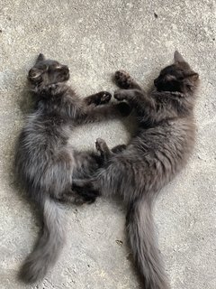 Twin - Domestic Long Hair Cat