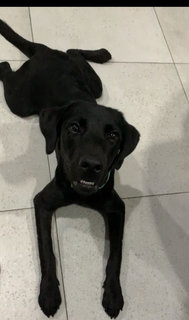 PF115881 - Labrador Retriever Dog