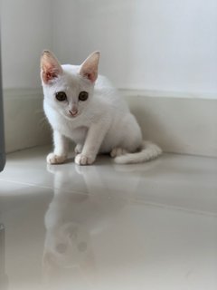 Elsa - Domestic Short Hair Cat