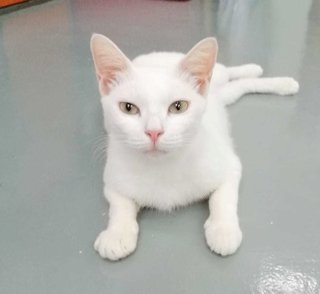 Beautiful Bella💞 - Domestic Short Hair Cat