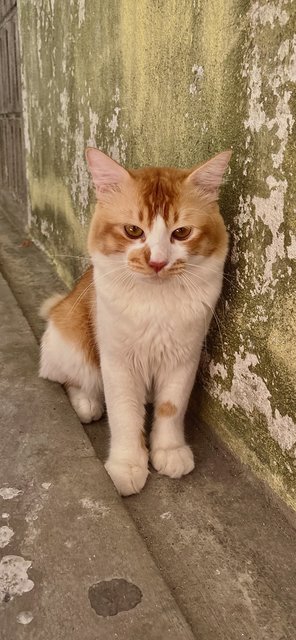 Cayenne - Domestic Medium Hair Cat