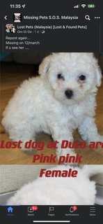 Pink  - Poodle Mix Dog