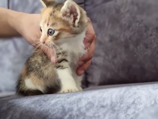 Kitten 1 - Calico Cat