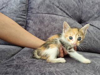 Kitten 1 - Calico Cat