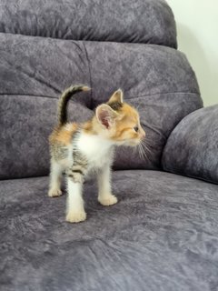 Kitten 1 - Calico Cat
