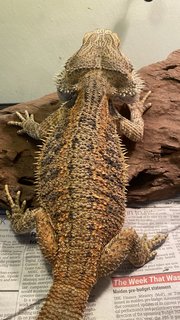 Edgar  - Lizard Reptile