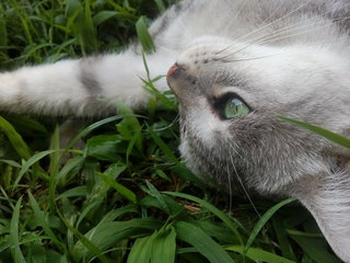 Greypaw - Bengal + Tabby Cat