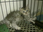 Silver - Persian Cat
