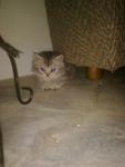 Silver - Persian Cat