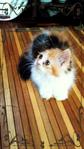 Ravena Moontiara - Domestic Long Hair Cat
