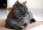 Lord Fatty @ Velvet - Russian Blue + Tabby Cat