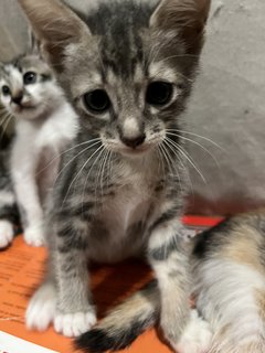 Grey, Spotty &amp; Calico - Domestic Medium Hair Cat