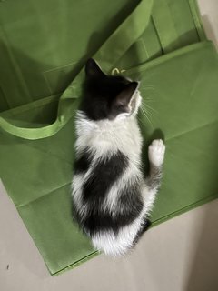 Grey, Spotty &amp; Calico - Domestic Medium Hair Cat