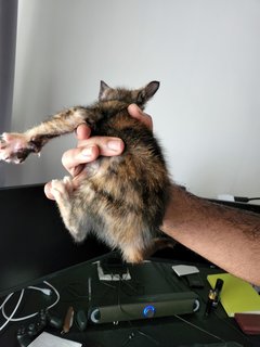 Tinkerbell - Domestic Short Hair Cat
