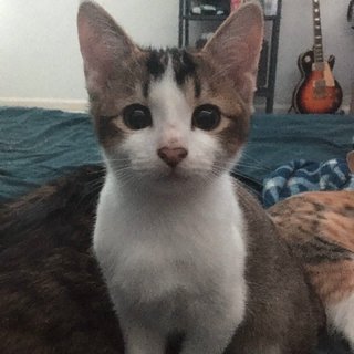 5 Kittens  - Domestic Short Hair + Tabby Cat