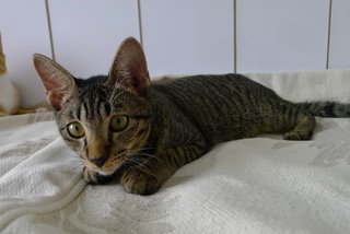 Truffle (Fka Emeline) - Domestic Short Hair Cat