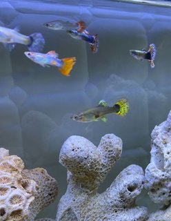Guppy Fish - Rainbowfish Fish