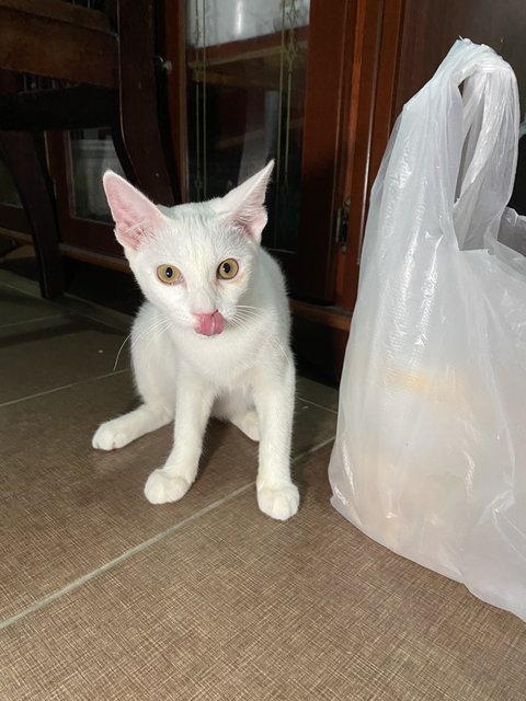 Lily - Domestic Medium Hair + Turkish Angora Cat