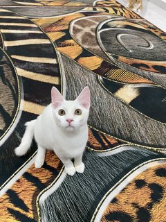 Lily - Domestic Medium Hair + Turkish Angora Cat