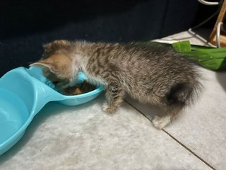 Eren - Tabby Cat