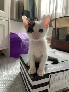 Minnie - Domestic Short Hair Cat