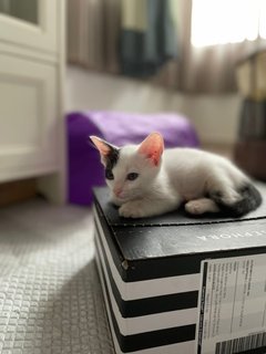 Minnie - Domestic Short Hair Cat