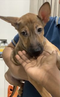 Milo - Terrier Mix Dog