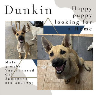 Dunkin - Mixed Breed Dog