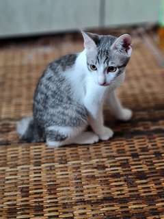 Cute Kittens - Domestic Short Hair Cat