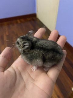 Mochi  - Roborovsky's Hamster Hamster