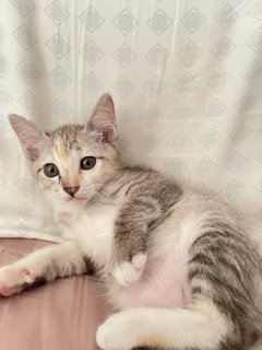 Angelite  - Domestic Short Hair Cat