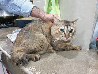 Spicy - Domestic Medium Hair Cat