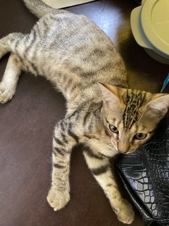 Meow - Domestic Short Hair + Bengal Cat