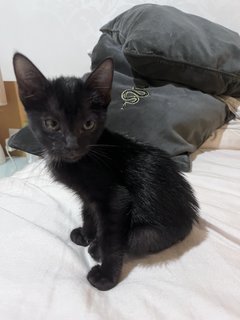 Zogi  - Domestic Short Hair Cat