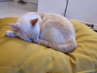Frosty - Domestic Short Hair Cat