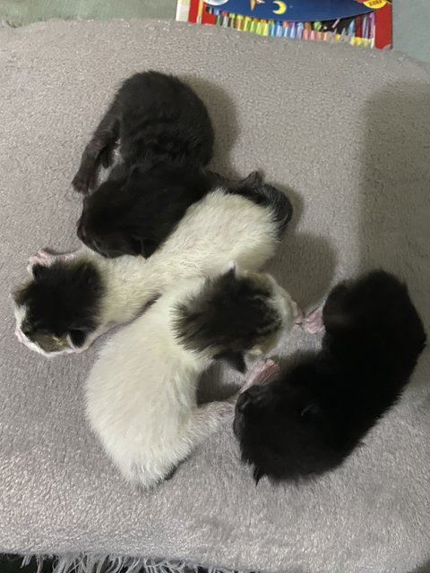 Kittens - Domestic Medium Hair Cat