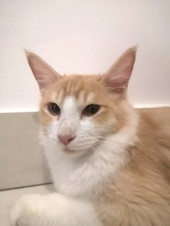 Goatee - Turkish Angora Cat
