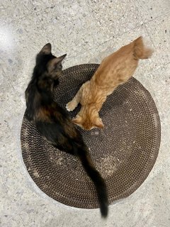 Nacho And Salsa - Domestic Short Hair Cat